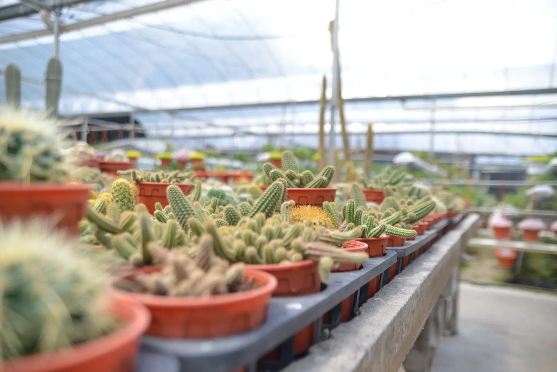 华南地区商标注册与版权登记协同保护策略分析